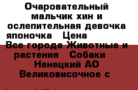 Очаровательный мальчик хин и ослепительная девочка японочка › Цена ­ 16 000 - Все города Животные и растения » Собаки   . Ненецкий АО,Великовисочное с.